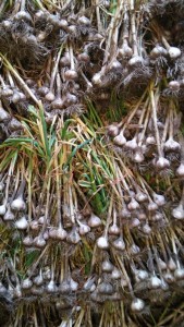 garlic curing