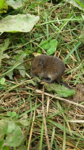 vole