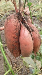 sweet potatoes