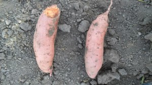 sweet potatoes sampled