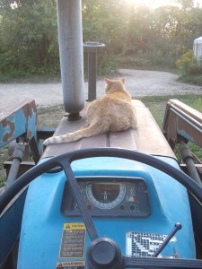 tractor cat