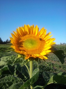 Sunny Sunflower