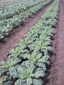 June 16 kale