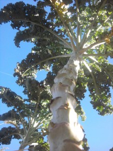 kale tree
