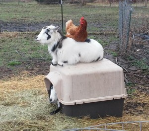 chicken on a goat