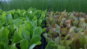 lettuce transplants