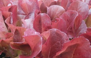 red lettuce