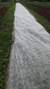 Floating Row Cover