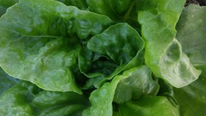 lettuce