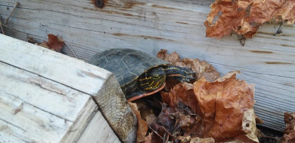 Greenhouse helper