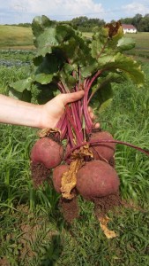 Yuge Beets