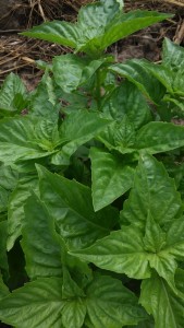 basil