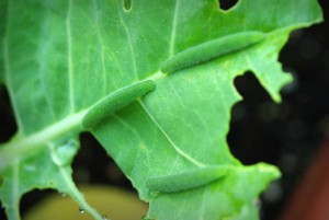 cabbage worms