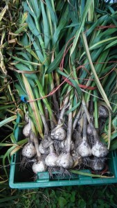 garlic harvest