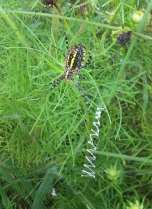 garden spider