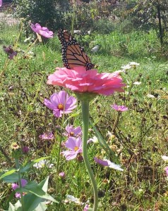 monarch-on-zinnia-compressed