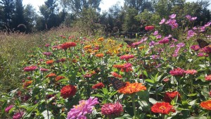 monarchs-on-zinnias