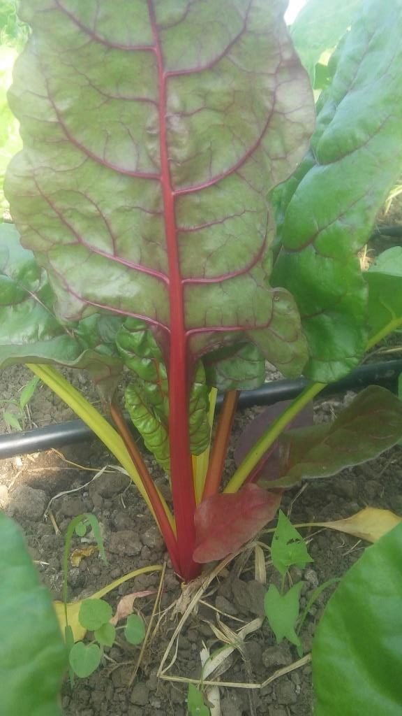 Swiss Chard