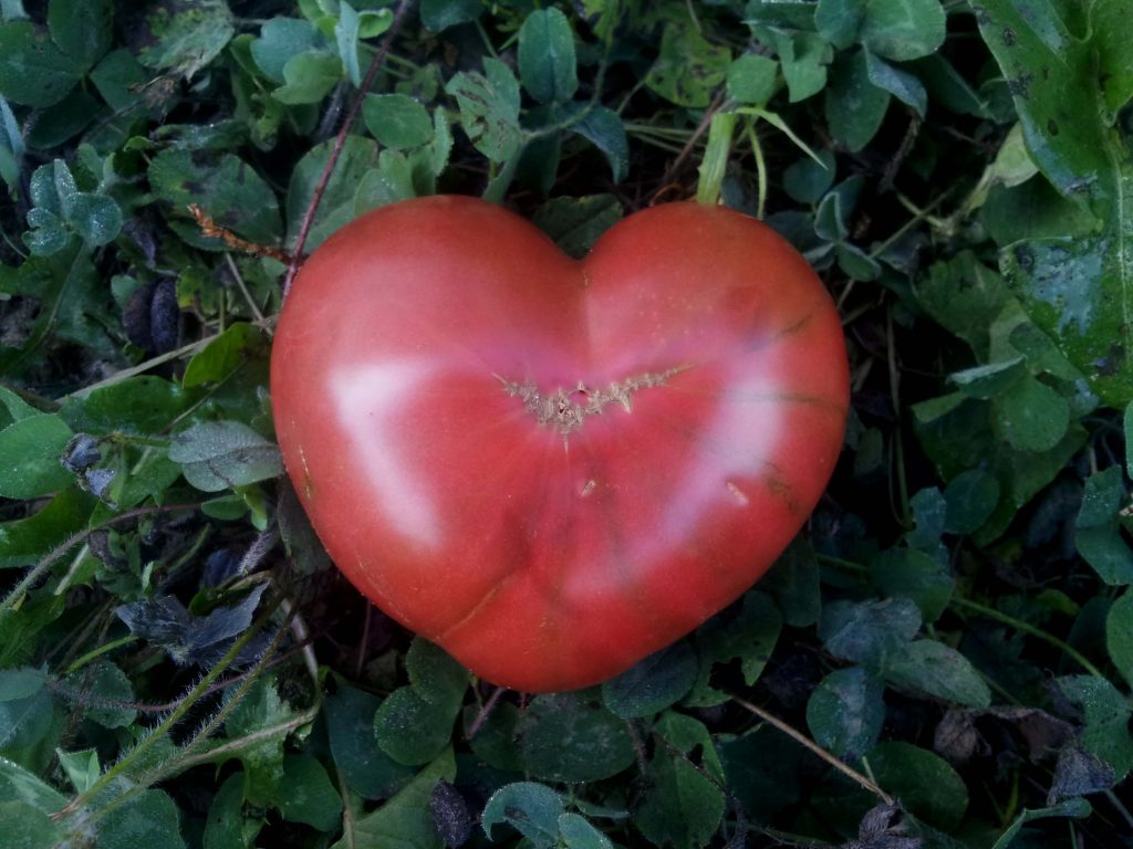 Heart Tomato